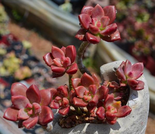 盘点5款耐寒多肉,冬天冻一冻长势旺,颜色艳丽惹人爱,适合新手