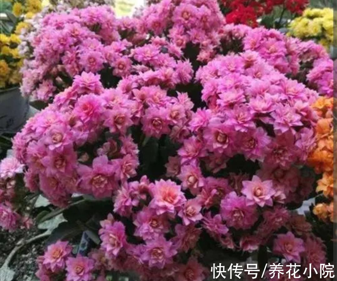 大花团|养长寿花，补上1种“促花肥”，花期开出成大花球