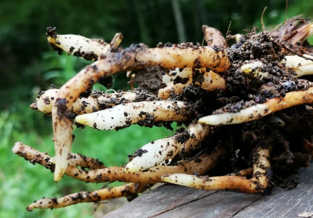 植料|多菌灵浇根,可以防止和治疗兰花烂根吗?兰友常常这样做