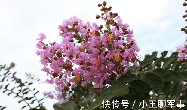 庭院无树，无福无禄？有院子就种15种树，随便选一种，吉祥又好看