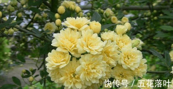 院子再小,也要养棵它,花朵娇艳,香气醇厚,左邻右舍都说香!