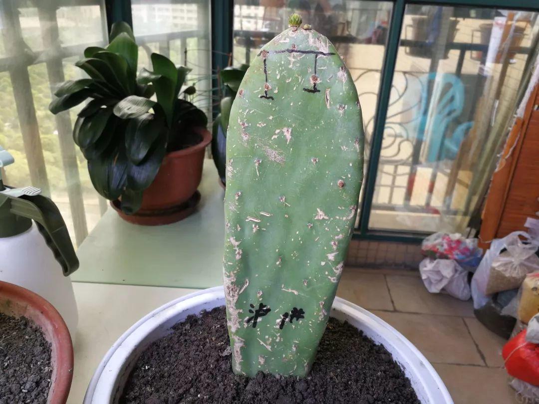 嫁接|嫁接达人,玉树嫁接长寿上,花友直呼内行!