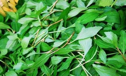 马头兰|女性养肝就是保命,3种野菜农村田边疯长,养肝护肝抗衰老