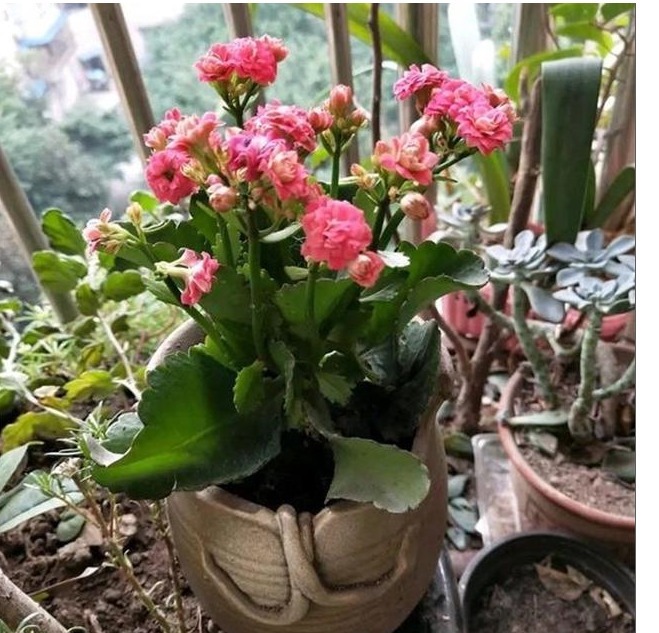 长寿花养了3年才开花牢记1个技巧，二茬花开爆满盆