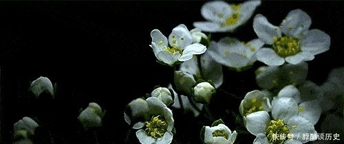 家里养这几种植物,又香又健康!