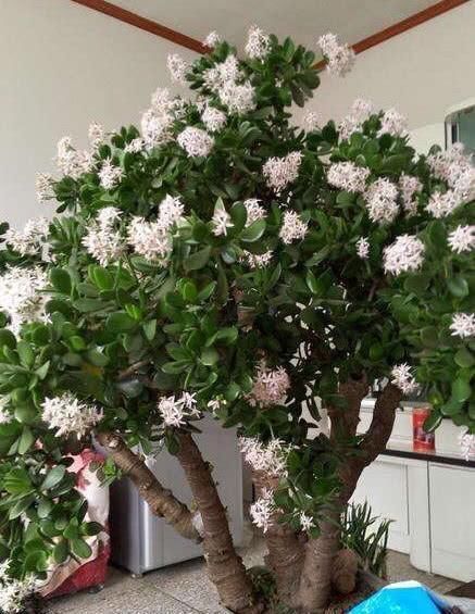 土壤|养花常浇1种水,不用年年换盆,土壤松软,10年不黄叶!