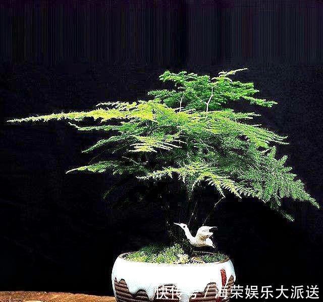 文竹|想养好文竹,“2种”配土方法教给你,不黄叶,根系壮,开花容易