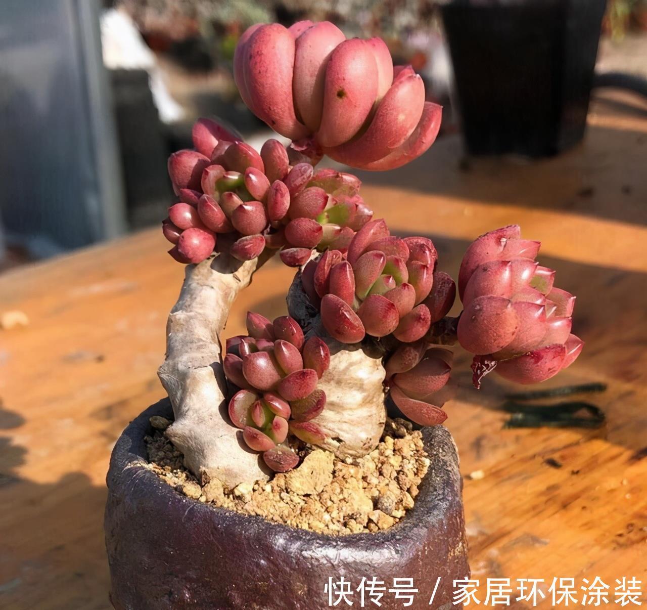 花友|养多肉3年顺风顺水,多亏选了6种大普货,现在全是大老桩