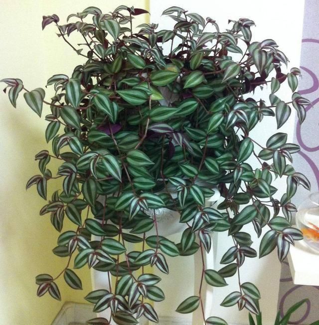 晾衣杆上养花,不占地又好看,养这几种砰砰开花