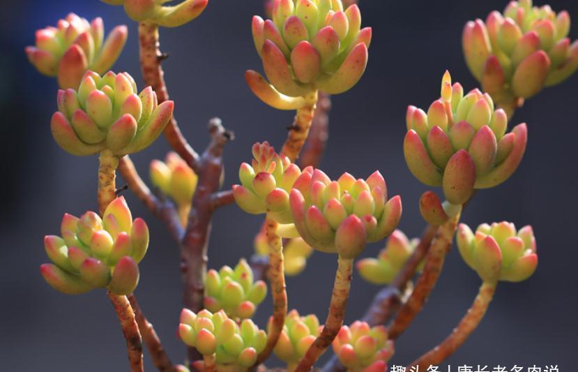 给多肉春萌老桩换盆?稍有点迟,但也可以进行,因为后面有小阳春