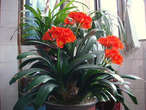 营养液|最厉害的养花营养液给君子兰喝一勺,叶片肥绿,秋凉早开花