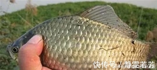 小鱼|小鱼闹窝？野钓用这几招，中钩的都是大板鲫