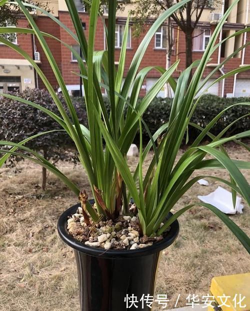 兰花通风那么重要，为什么很少人用吊盆养呢