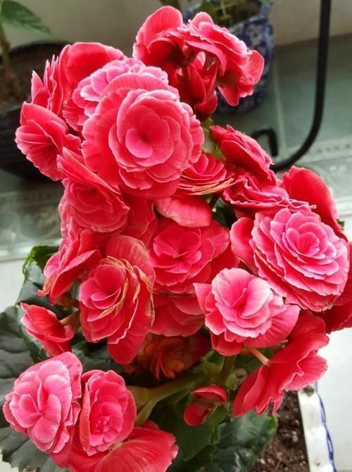 桃红色|香气逼人的4种花,家里养一盆,一年四季开花不断