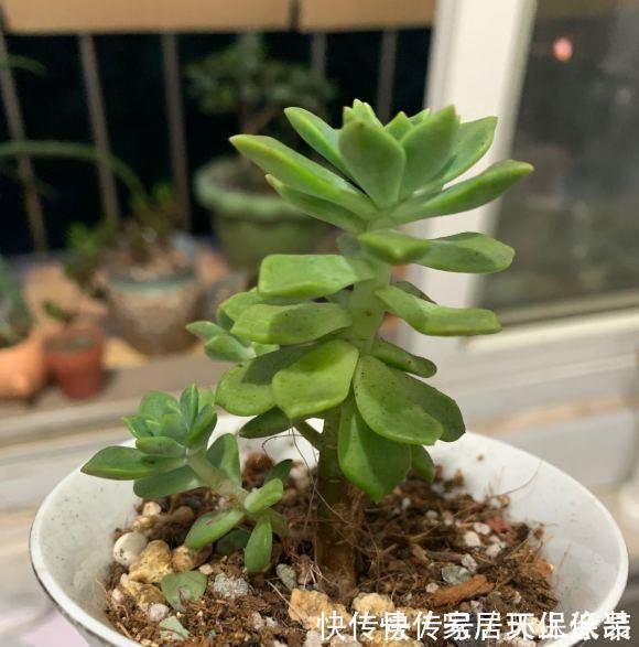 室内封闭阳台，买多肉要注意，带桩子的不要买，养不好