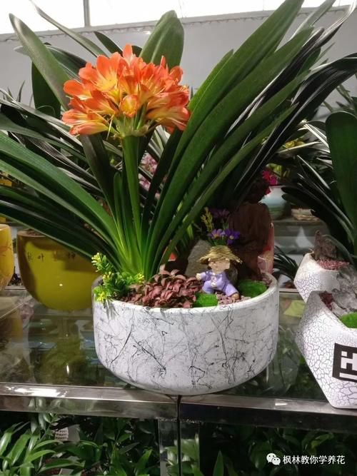 君子兰养护多年始终多年是什么原因呢