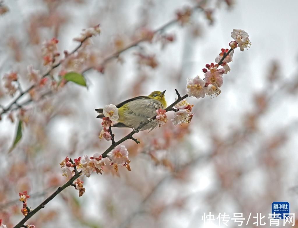 南宁市|梅花盛放报春来