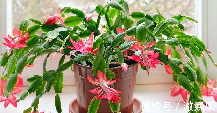 蟹爪兰花期过后,3个“细节”别忽略,叶片疯长,下次开花翻三番