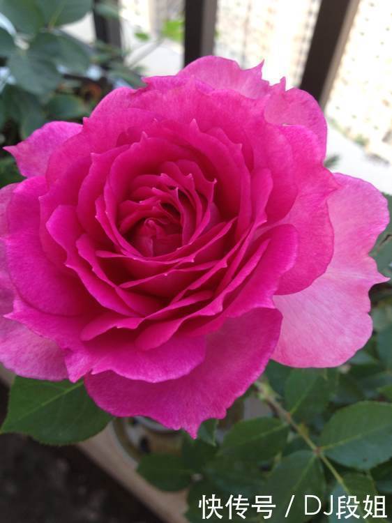 5种花美的出奇,有阳光就爆盆,30天不管,开花依旧爆满盆