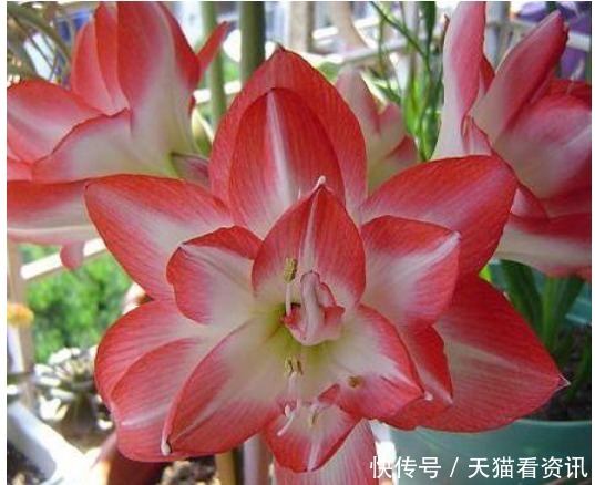 花盆|“2种”种球埋土里5天发芽,40天就开花,花苞又大又艳!