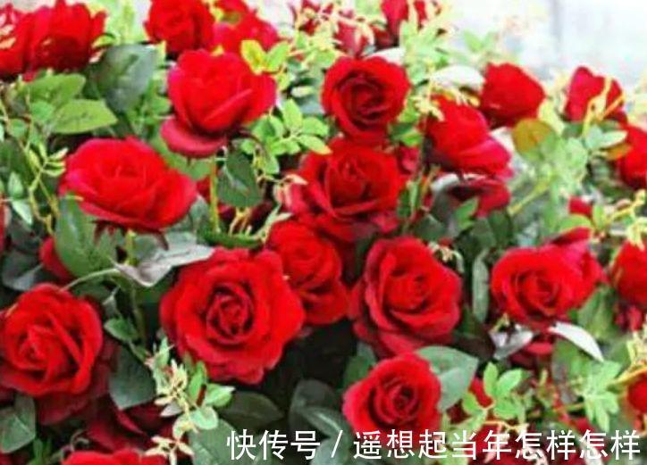 4种花养阳台，浇点水就狂开花，开成花海，比吊兰好养，你养了吗