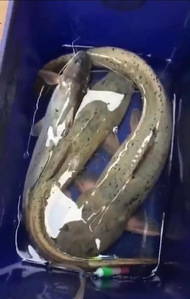 这种是我国最贵的淡水鱼品种之一,很多人即使钓到都舍不得吃