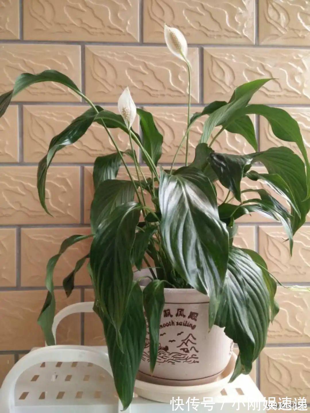 叶片|10种花特怕晒,越晒越黄叶,搬阴凉地儿才能活!