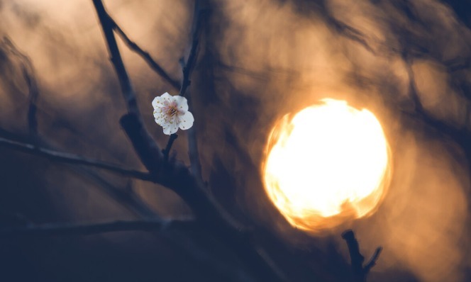 天涯一角&繁华三千,仅倾情一朵,缘之所寄,且一往而深