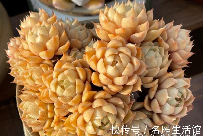 姬胧月|刚开始养多肉的“小白”,试试此6个品种,养过的肉友都说忒好养