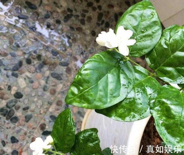 修剪|两个种植小秘诀，让您家里养茉莉花， 叶子油绿发光,花儿开满枝