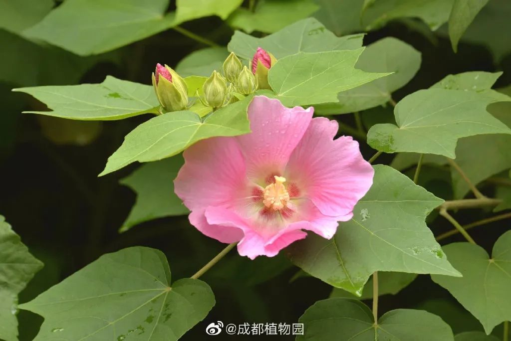 天府芙蓉园|C位出道！成都50000株芙蓉花开了