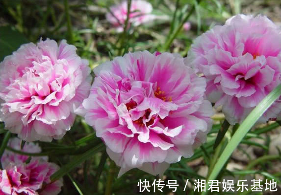 枝条|1种花“了不起”,今天扦插,明天就生根,好养漂亮,比牡丹还美