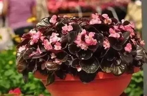 透露|花店老板不愿透露的3个养花小技巧,学会一生受用,养花新手必看