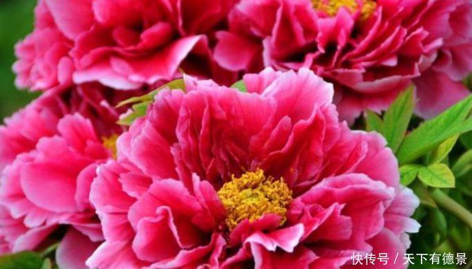 4种“旺运花”,吉祥添富贵,花朵粉嫩丰腴,绚丽夺目