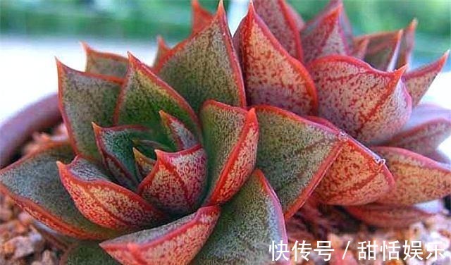 光照|好养又好看的多肉大和锦,学会这“3招”,枝叶茁壮,绚烂多姿