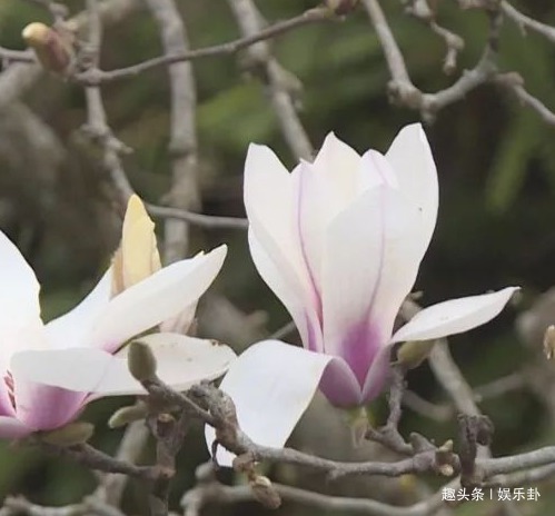 此花优雅清新，花开如云似雪，拥有着优雅高贵的灵魂