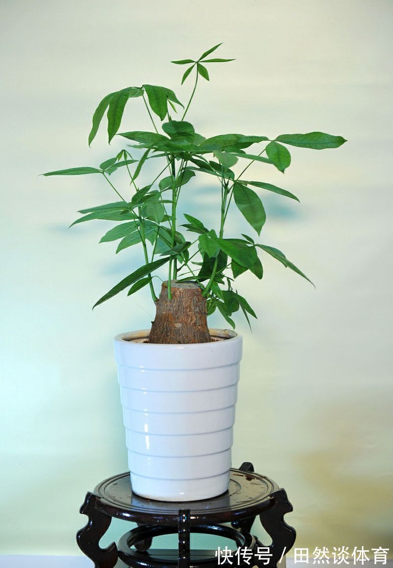 龟背竹|客厅摆放的4种绿植,不仅四季常青,还高贵典雅,品位不俗