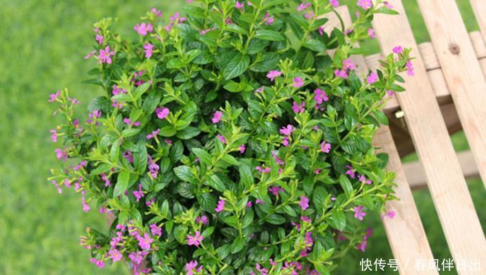 植物|夏季想养开花植物,试试它,紫色小花颜值高,病虫害少阳台也能种