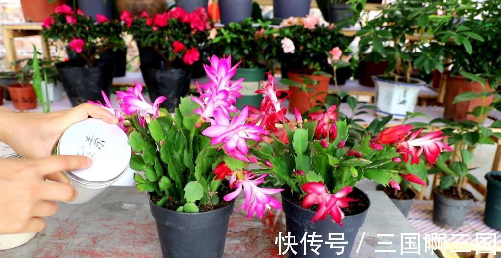 5种“怕水花”，11月后别乱浇水，不然叶子哔哔掉，还容易烂根