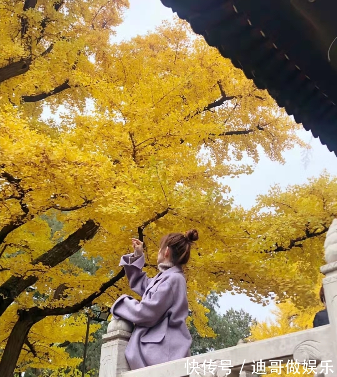 红螺寺|北京银杏美学巅峰：红螺寺千年雌雄银杏树！赏秋与祈福两不误！