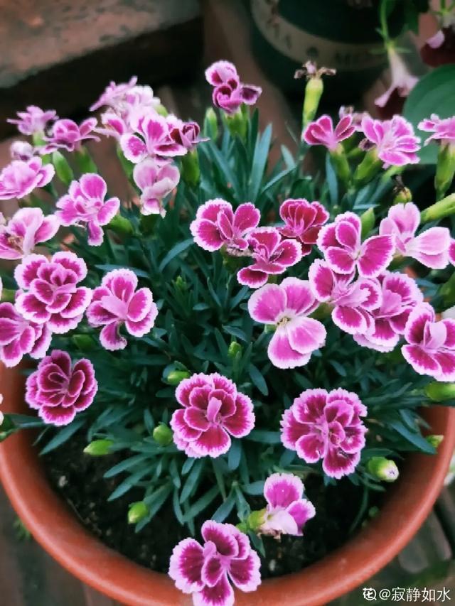 想要家里四季花开,这20种花,连续能开300天,完全不歇气