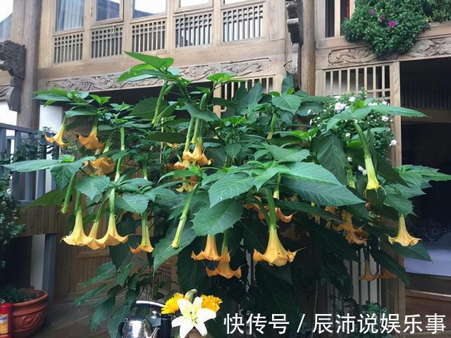 4种“大毒花”,家里经常养,修剪要小心,别碰上