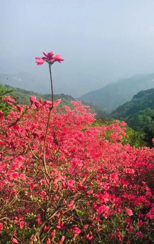 人间四月天，麻城看杜鹃！龟峰山十万亩古杜鹃盛开迎五一