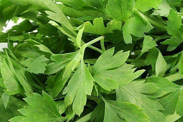 兔肉|芹菜的“死对头”，两者不能一起吃，尤其最后一种，早知道早受益