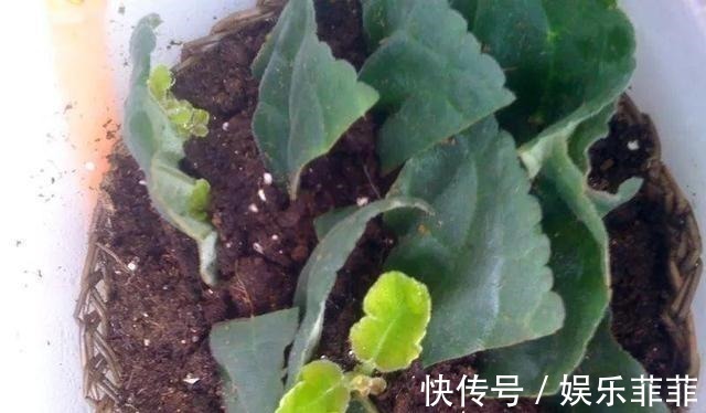 长寿花|悄悄告诉你,此5种花,掐个叶就生根,懒人都能养开花!