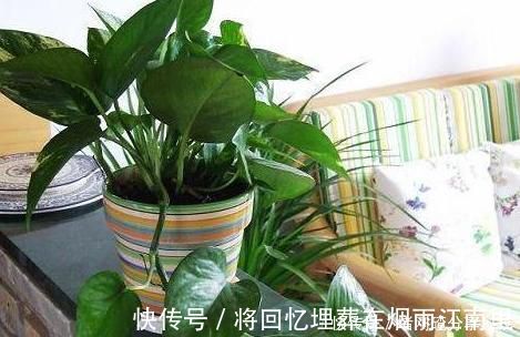 绿油油|家里油烟机的废油别再丢了，用它养绿萝，叶片长得又多又亮