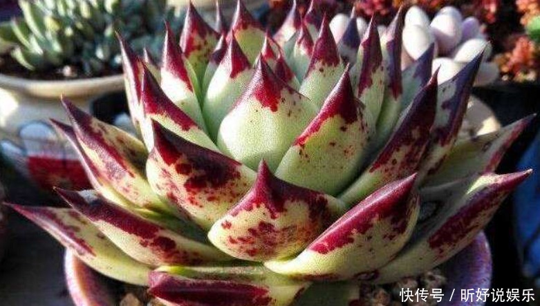 不用|养鱼水浇花不用再施肥新手别乱用,很容易烂根又烂叶!