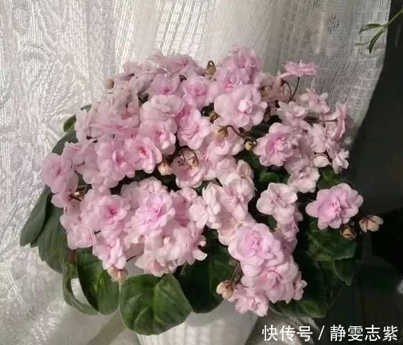 种花|不要再养绿萝吊兰了，快来试试时下最流行的3种花，漂亮又好看