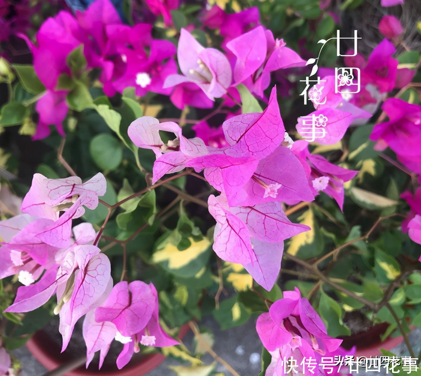 开春后养三角梅，记住4句“口诀”，根系养得好，花朵开得勤