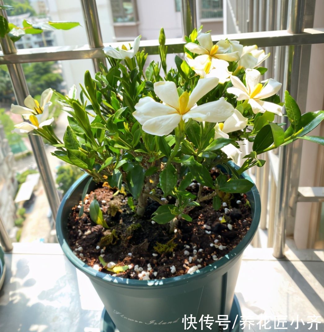 别人的栀子花叶绿新芽多，自己总是养不好，原来是这些事情没做好